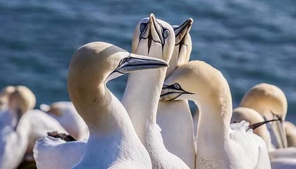 ayx爱游戏_ 一场完美之战！勇士在主场狂胜，展现王者气度！，爱游戏官方首页