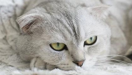 爱游戏下载_ 从行业内幕看电竞的职场：成功的职业路径，爱游戏电子 竞技