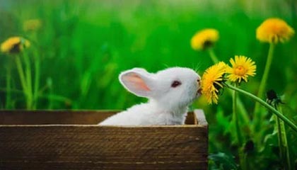 ayx爱游戏_ 关键时刻的决策，教练战术调整赢得比赛的关键时刻！，爱游戏ag