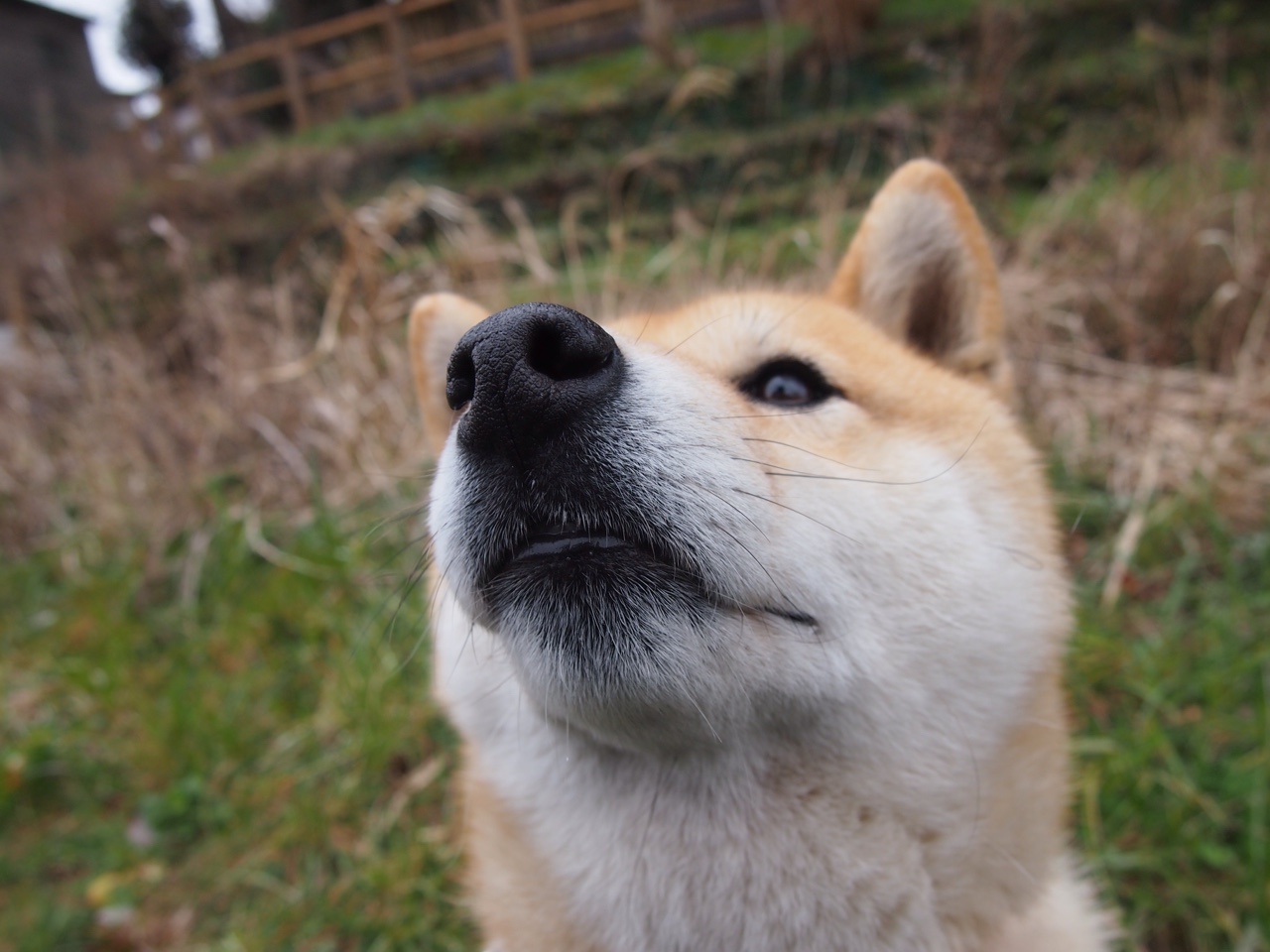 _荷兰年轻新秀崭露头角，冲击职业舞台_，荷兰足球新秀