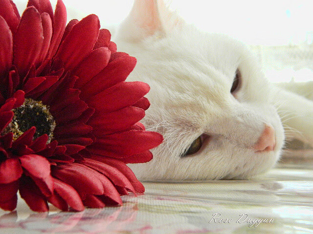 世界青少年篮球锦标赛欢迎中国队参赛，展现新一代球员实力，世界青少年篮球比赛