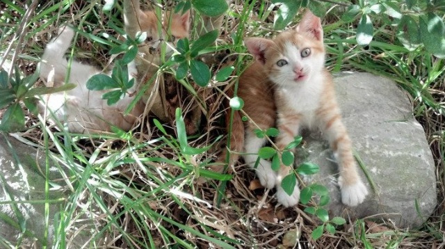 法甲：里昂2-2战平欧塞尔，比赛激烈热闹，里昂法甲排名