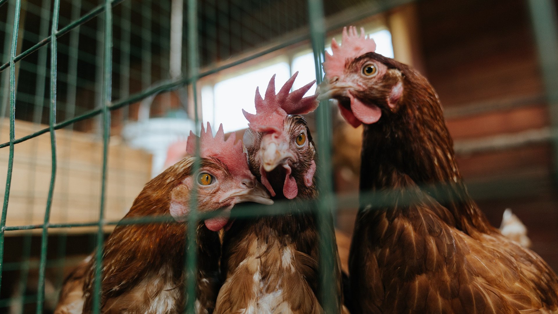 青少年足球青训教练员“工厂化”培养体系全面落地,足球青训教练培训