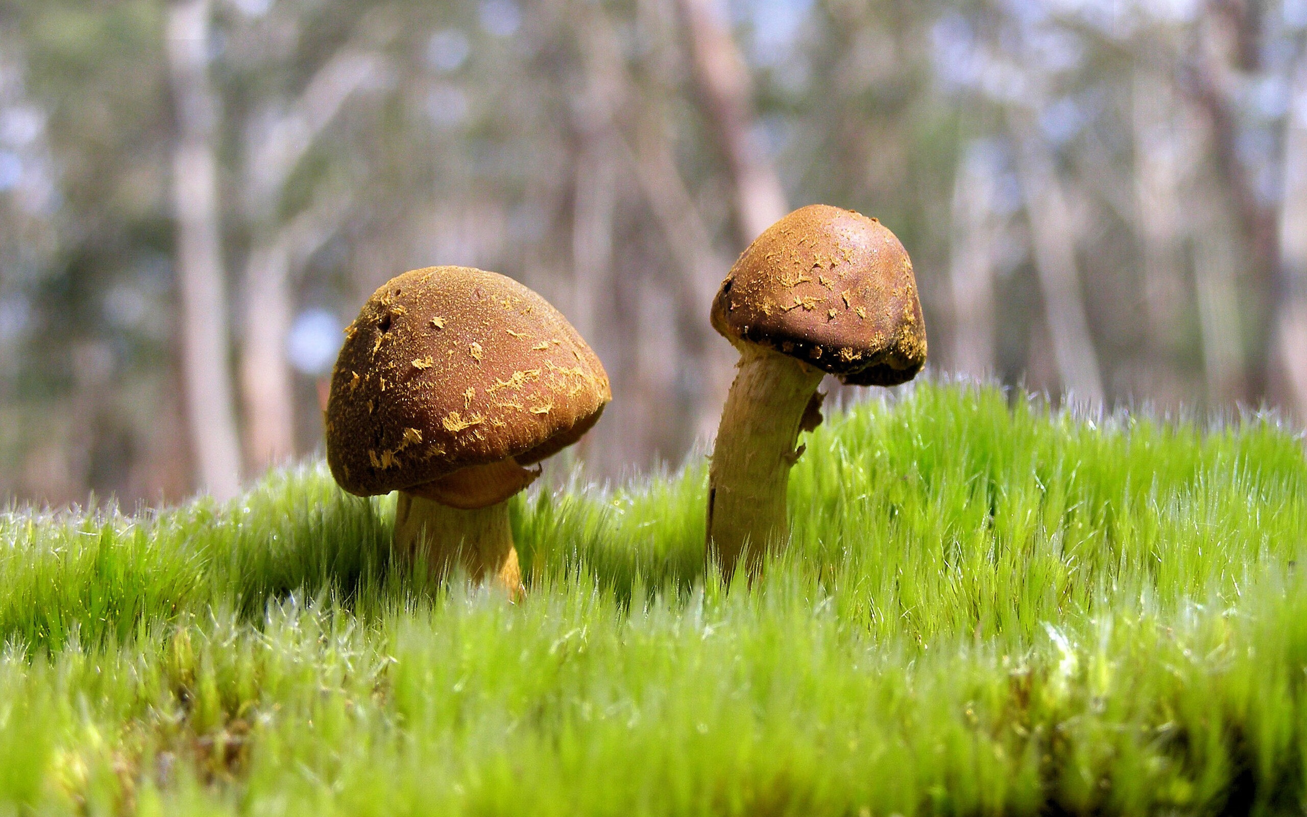 体育战术多样化，适应不同对手，体育战略的类型