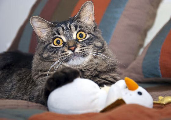 切尔西重获平局，半决战役盛大开幕，切尔西进攻