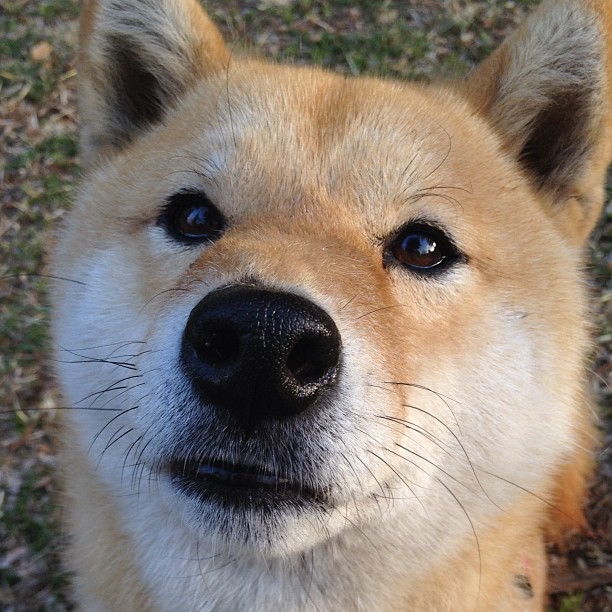 博卡青年签下重要新援，博卡青年培养出的球星