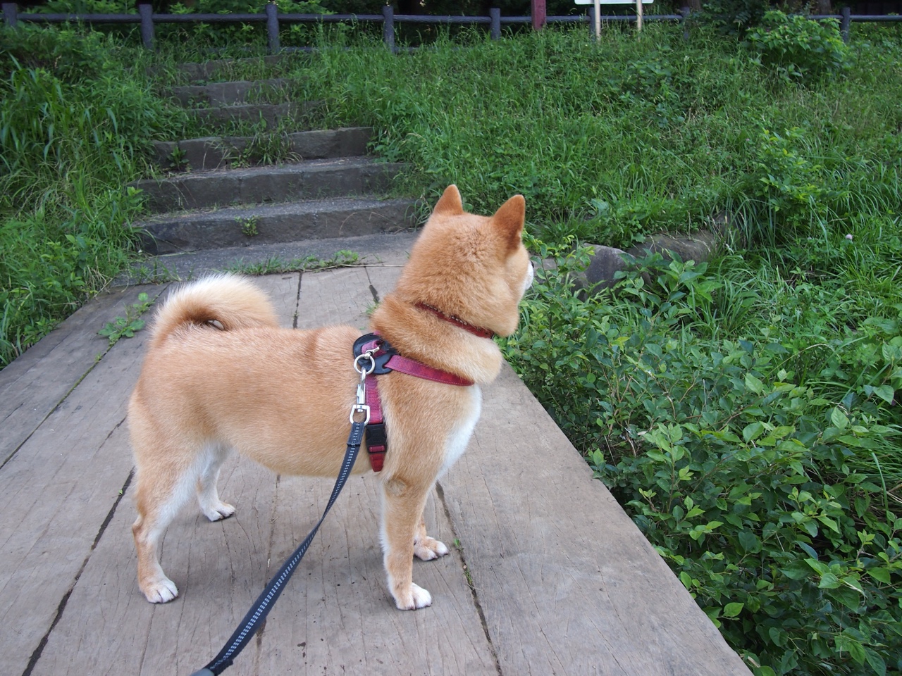 快船队经理公开新赛季计划 欲重振球队雄风,快船队新赛季阵容分析