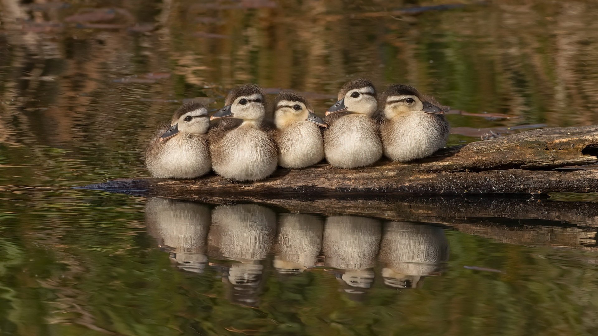 爵士队球队比赛经验不断积累，爵士队分析