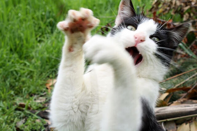 韩国星际争霸赛季冠军荣耀归属，星际争霸韩国比赛