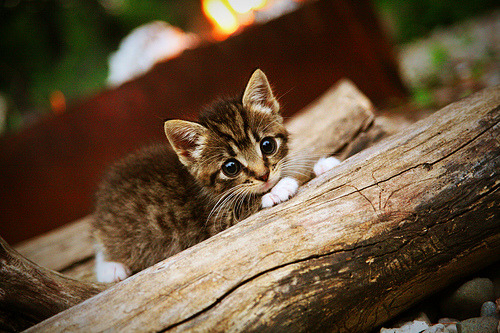 全国青少年射箭锦标赛在武汉拉开帷幕,竞技与文化融合,青少年射箭比赛以后有没有前途