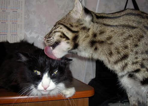 篮球运动员比赛策略智能辅助系统设计研究，智能篮球场管理系统