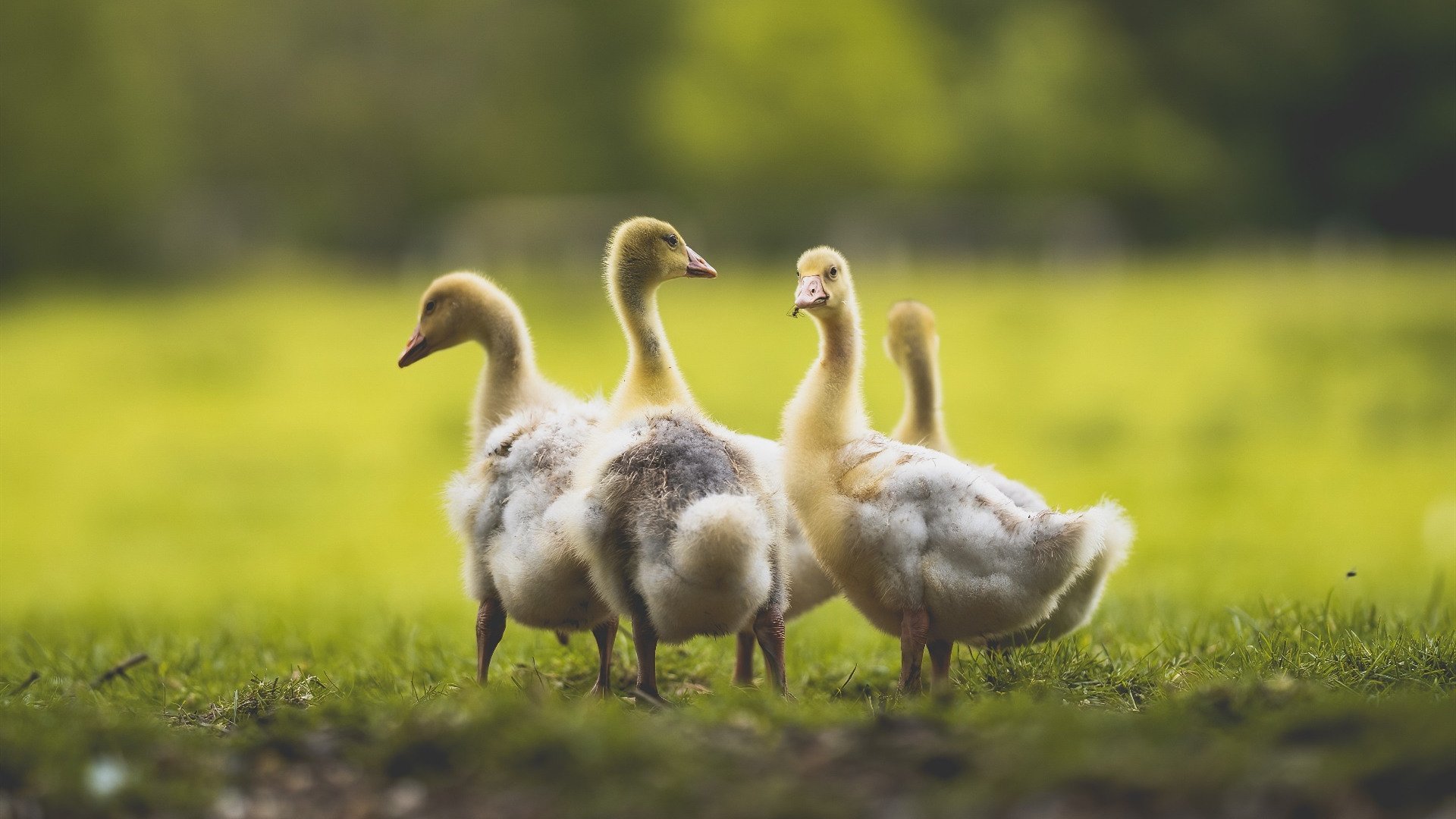 篮球运动社区参与机制及推广策略，社区篮球活动宣传语
