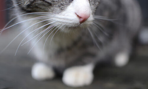 中国香港队赛制分析:如何通过团体赛发挥全队协同优势,香港队名单