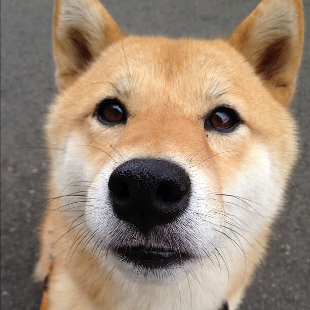 亚冠联赛中国女足迎战 球迷希望继续连胜，中国女足亚运赛程