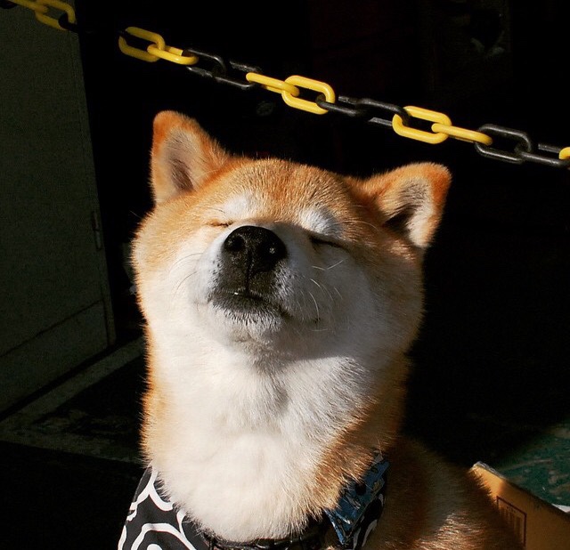 澳大利亚队团队赛制的未来:如何依托团体合作加强整体实力,澳大利亚组合