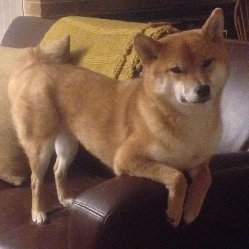 青少年游泳俱乐部联赛提高比赛实战密度，青少年游泳协会