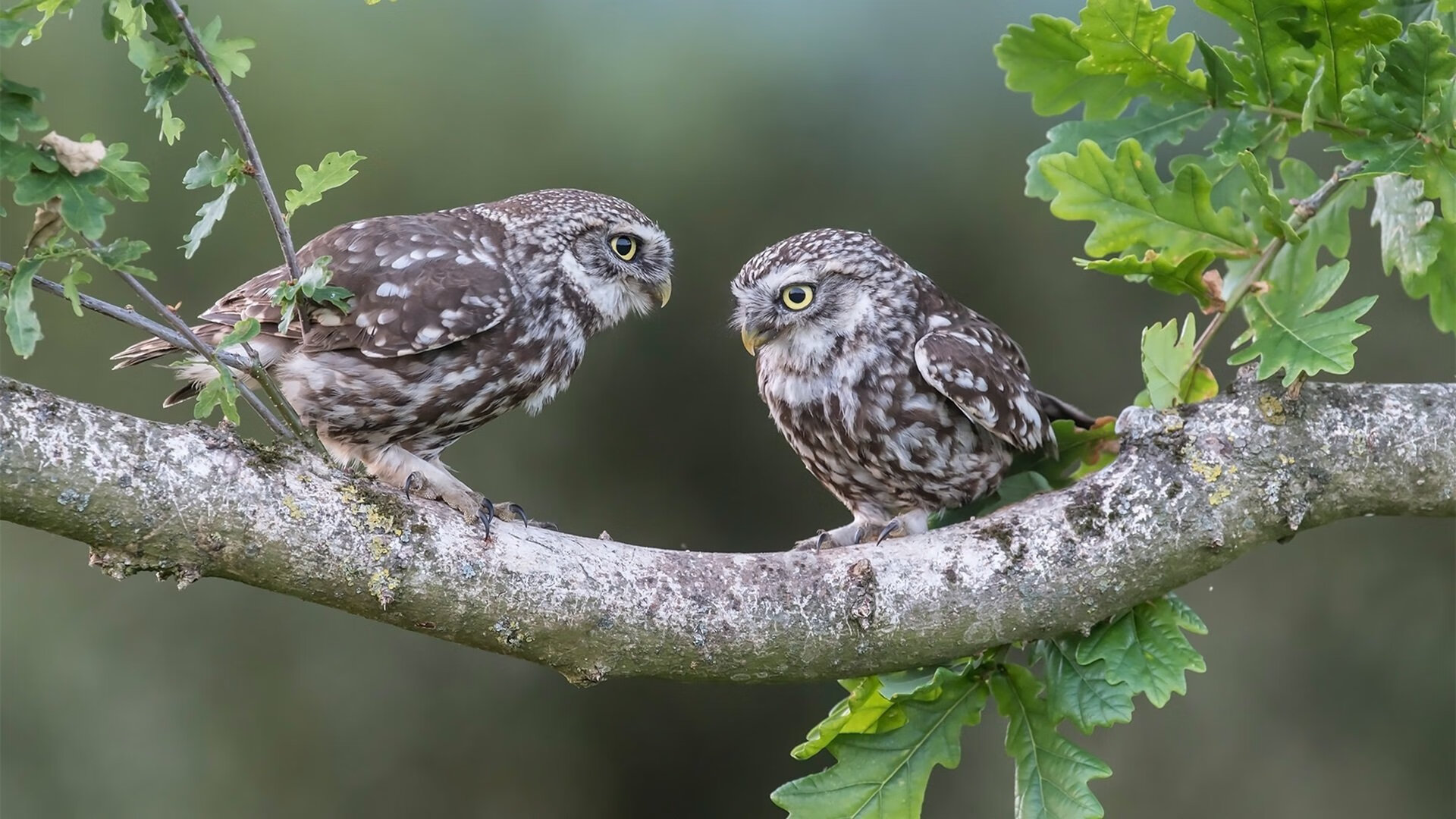 德甲绝佳阵地战：攻防对抗的艺术表达，德甲榜首大战