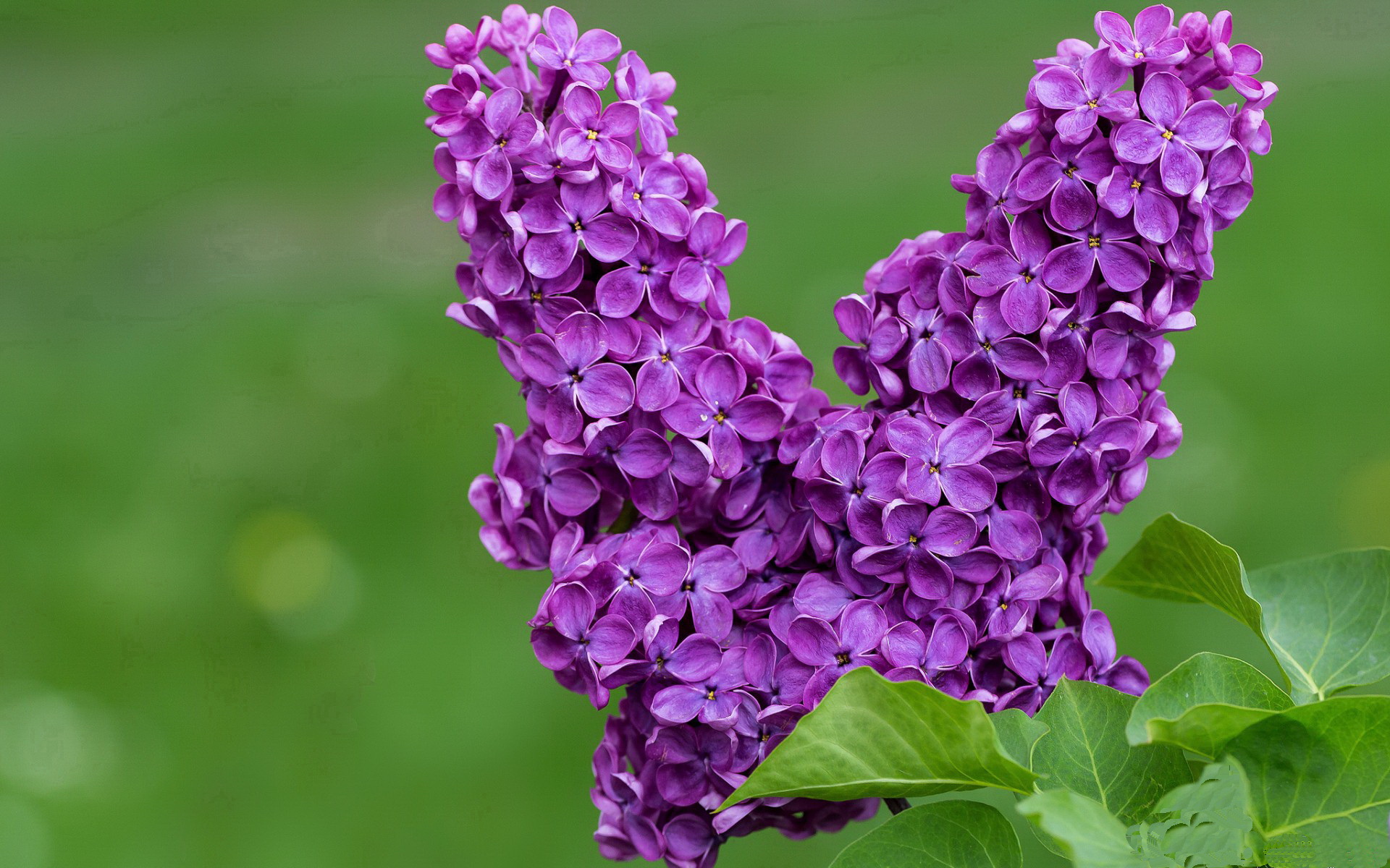 李娜课堂上用幽默讲述职业生涯转折，李娜发言